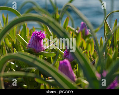 Pigface Blume in voller Blüte auf Insel Dugi Otok, Sali, Kroatien Stockfoto