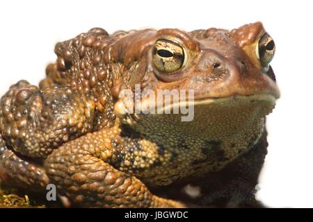 Männliche amerikanische Kröte (Bufo Americanus) mit weißem Hintergrund Stockfoto