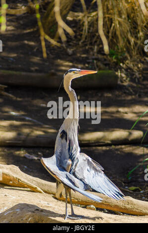 Porträt eines Great Blue Heron stehenden mit seinen Flügeln zu verbreiten, die Flügelspitzen nach unten senkte und Bauch Federn blies, Sonnen und seine Flügel trocknen. Stockfoto