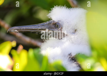 Porträt von Red-footed Sprengfallen Küken auf Genovesa Island, Galapagos Nationalpark in Ecuador Stockfoto