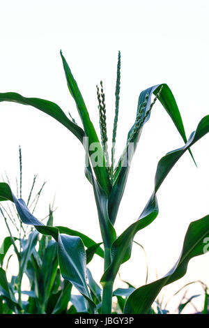 Blütenstände an Mais-Plantage mit dem Himmel Stockfoto