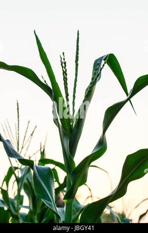 Blütenstände an Mais-Plantage mit dem Himmel Stockfoto