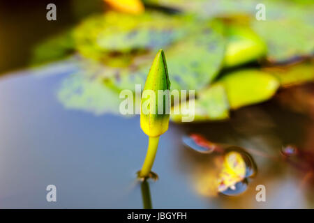 Die junge Seerose in der Natur Stockfoto