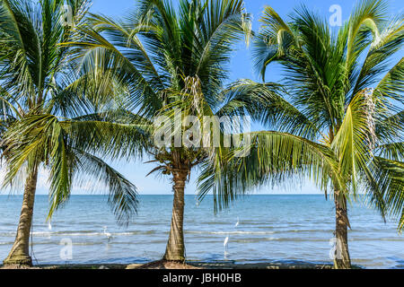 Kokospalmen am Strand in der Karibik Stadt Livingston, Guatemala Stockfoto