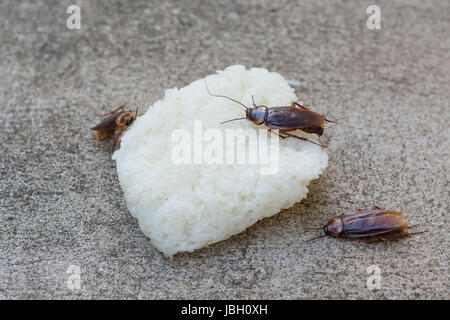 Schabe Klebreis auf Holztisch essen hautnah. Stockfoto