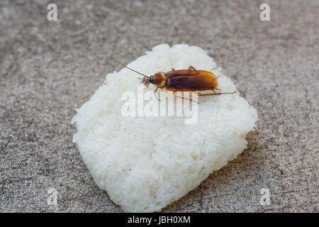 Schabe Klebreis auf Holztisch essen hautnah. Stockfoto