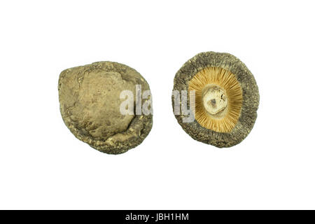 Getrocknete Pilze isoliert auf weißem Hintergrund Stockfoto