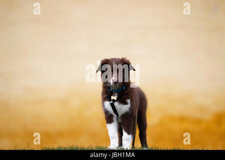 Kleine und niedliche reinrassige Border-Collie Welpen draußen auf dem Rasen. Stockfoto