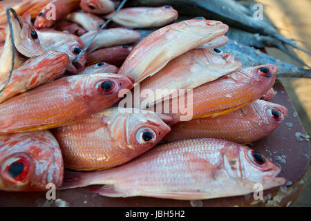 Nahaufnahme von frischen roten und blauen wilden Fisch auf dem Fischmarkt am Strand von Riohacha, La Guajira, Kolumbien 2014. Stockfoto