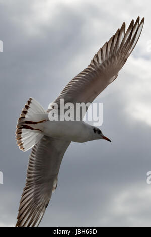 Nahaufnahme einer Möwe in Sopot Pier, Gdansk mit der Ostsee im Hintergrund, Polen 2013. Stockfoto