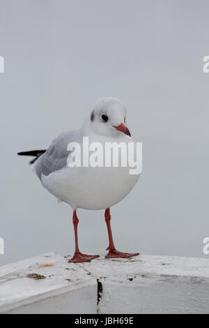 Nahaufnahme einer Möwe in Sopot Pier, Gdansk mit der Ostsee im Hintergrund, Polen 2013. Stockfoto