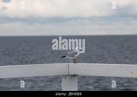 Nahaufnahme einer Möwe in Sopot Pier, Gdansk mit der Ostsee im Hintergrund, Polen 2013. Stockfoto