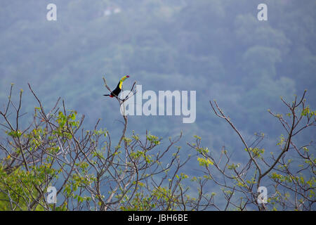 Kiel in Rechnung gestellt Toucan auf seinem Baum aus Mittelamerika. In den frühen Morgenstunden in Minca, gesehen. Kolumbien Stockfoto