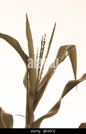 Blütenstände an Mais-Plantage (Bild im Vintage-Stil) Stockfoto