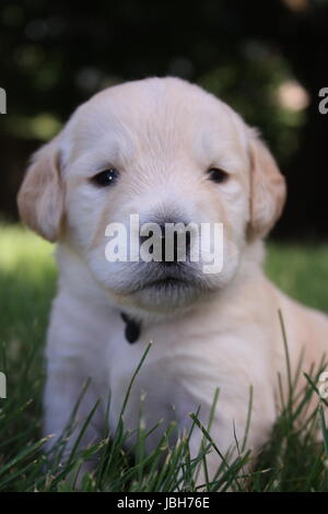 3 Wochen alt Stockfoto
