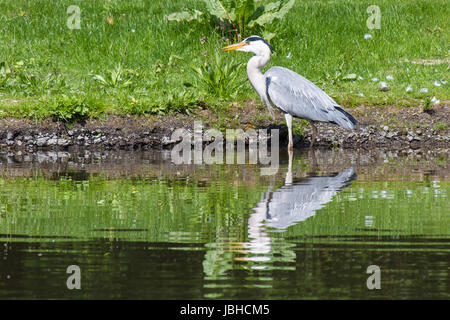 Graureiher Steht Im Wasser.  Graureiher stehen im Wasser. Stockfoto