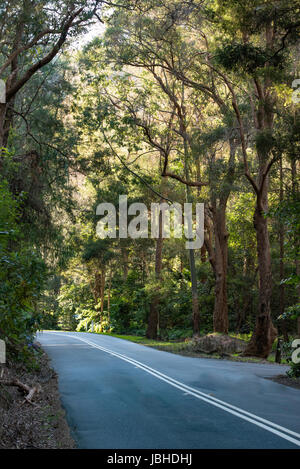 Einer geraden Strecke von der Straße in Sydney New South Wales, Australien, gesäumt von Eukalyptusbäumen Stockfoto