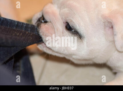 englische Bulldogge Welpen zerrte an Personen Hose Stockfoto