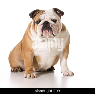 englische Bulldogge weiblich sitzen Blick auf Viewer isoliert auf weißem Hintergrund Stockfoto