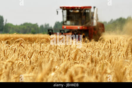 Cangzhou, Chinas Provinz Hebei. 11. Juni 2017. Ein Harvester sammelt Weizen in Nanpi County, Nordchinas Provinz Hebei, 11. Juni 2017. Mehr als 70 Prozent der Sommerweizen sind über das ganze Land geerntet worden. Bildnachweis: Mu Yu/Xinhua/Alamy Live-Nachrichten Stockfoto