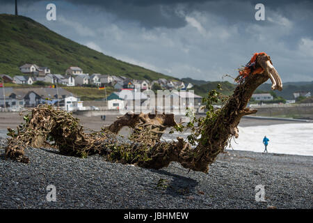 Aberystwyth Wales UK, Sonntag, 11. Juni 2017 UK Wetter: ein Efeu bedeckt Baum bis an den Strand gespült und sieht aus wie eine Seeschlange, an einem stürmischen Sommer Sonntag Nachmittag in Aberystwyth an der Cardigan Bay Küste von West Wales Photo credit: Keith Morris / ALAMY Live News Stockfoto