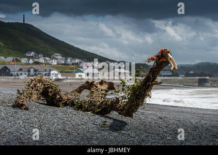 Aberystwyth Wales UK, Sonntag, 11. Juni 2017 UK Wetter: ein Efeu bedeckt Baum bis an den Strand gespült und sieht aus wie eine Seeschlange, an einem stürmischen Sommer Sonntag Nachmittag in Aberystwyth an der Cardigan Bay Küste von West Wales Photo credit: Keith Morris / ALAMY Live News Stockfoto