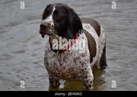 Bournemouth, UK. 11. Juni 2017. Warmes Wetter in Bournemouth UK Credit: Ajit Wick/Alamy Live News Stockfoto