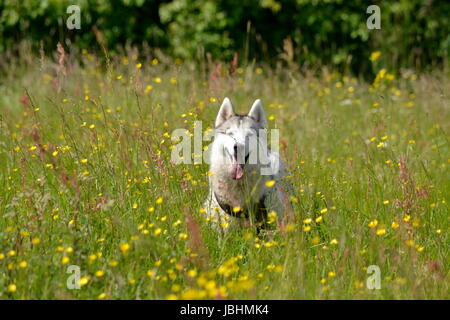 Bournemouth, UK. 11. Juni 2017. Warmes Wetter in Bournemouth UK Credit: Ajit Wick/Alamy Live News Stockfoto