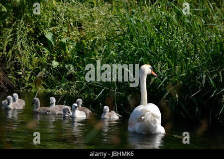 Bournemouth, UK. 11. Juni 2017. Warmes Wetter in Bournemouth UK Credit: Ajit Wick/Alamy Live News Stockfoto