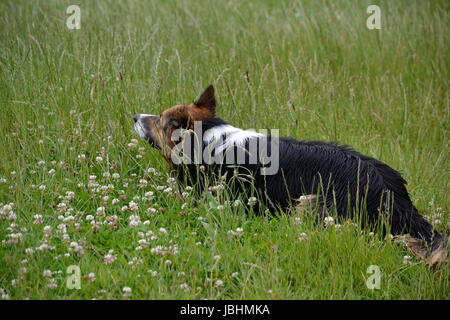 Bournemouth, UK. 11. Juni 2017. Warmes Wetter in Bournemouth UK Credit: Ajit Wick/Alamy Live News Stockfoto