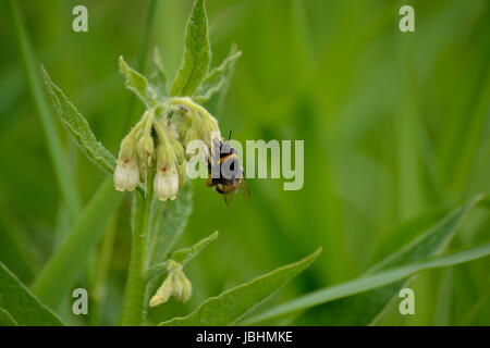 Bournemouth, UK. 11. Juni 2017. Warmes Wetter in Bournemouth UK Credit: Ajit Wick/Alamy Live News Stockfoto