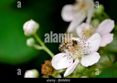 Bournemouth, UK. 11. Juni 2017. Warmes Wetter in Bournemouth UK Credit: Ajit Wick/Alamy Live News Stockfoto