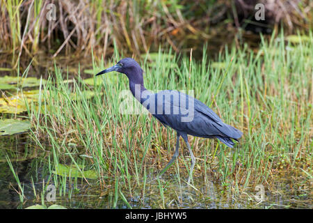 Blaureiher Stockfoto