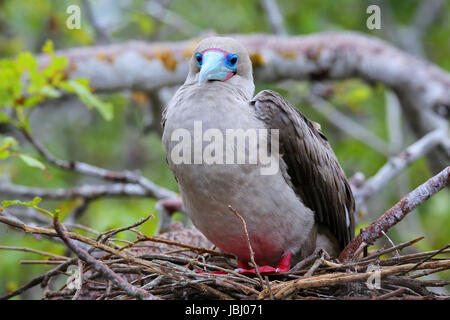 Red-footed Sprengfallen (Sula Sula) sitzt auf einem Nest, Genovesa Island Nationalpark Galapagos, Ecuador Stockfoto