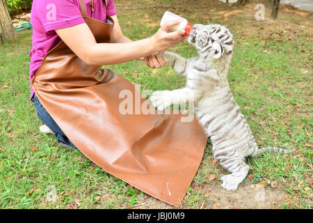 Tierpfleger nehmen, Pflege und Fütterung Baby weiße tiger Stockfoto