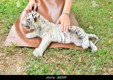 Tierpfleger nehmen, Pflege und Fütterung Baby weiße tiger Stockfoto