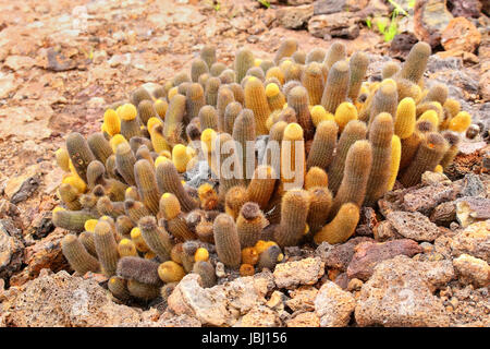 Lava-Kaktus wächst auf Genovesa Insel im Nationalpark Galapagos, Ecuador Stockfoto