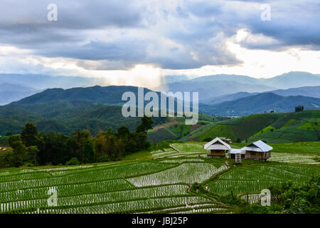 Steping Reis Bauernhof in Pa Pong Piang Dorf, Maechaem, Chiangmai, Thailand Stockfoto