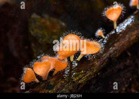 Behaarte Pilz mit Spritzwasser im Nationalpark von Thailand Stockfoto