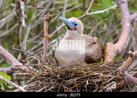 Red-footed Sprengfallen (Sula Sula) sitzt auf einem Nest, Genovesa Island Nationalpark Galapagos, Ecuador Stockfoto