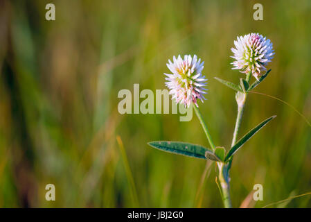 Trifolium Repens oder weiß-Klee, auch bekannt als niederländische Klee, Ladino Klee oder Ladino, auf der Wiese in der Nähe der Dnepr in Kiew, Ukraine, und Stockfoto