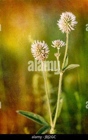 Trifolium Repens oder weiß-Klee, auch bekannt als niederländische Klee, Ladino Klee oder Ladino, auf der Wiese in der Nähe der Dnepr in Kiew, Ukraine, und Stockfoto