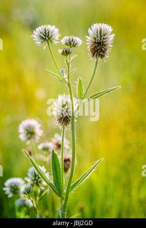 Trifolium Repens oder weiß-Klee, auch bekannt als niederländische Klee, Ladino Klee oder Ladino, auf der Wiese in der Nähe der Dnepr in Kiew, Ukraine, und Stockfoto