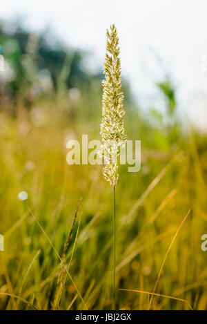 Gramineae Kräuter zog durch den Wind auf einer Wiese unter die warme Frühlingssonne Stockfoto