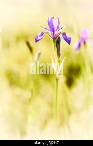 Iris Sibirica, allgemein bekannt als Sibirische Schwertlilie oder sibirischen Flagge, wächst auf der Wiese in der Nähe von Dnepr in Kiew, Ukraine, unter dem weichen mor Stockfoto