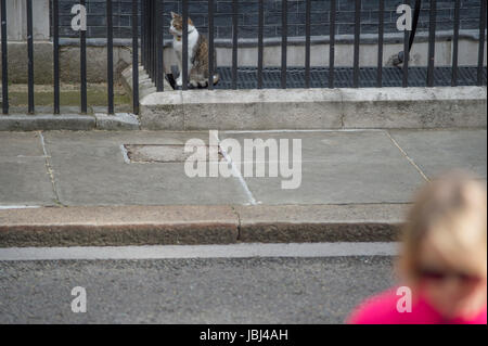Downing Street, London, UK. 9. Juni 2017. Larry die Katze draußen Nr. 10 Downing Street Stockfoto