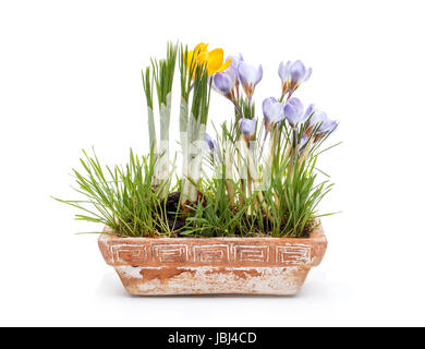 Krokusse-Frühlingsblumen im Tontopf auf weißem Hintergrund Stockfoto