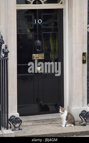 Downing Street, London, UK. 9. Juni 2017. Larry die Katze draußen Nr. 10 Downing Street Stockfoto