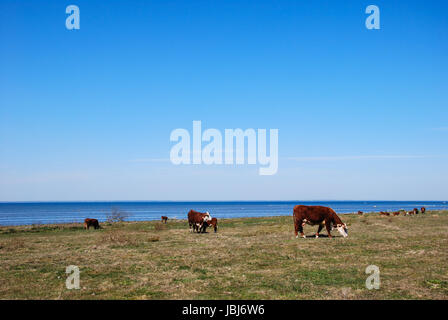 Weidevieh im Frühling an der Küste der schwedischen Insel Öland Stockfoto