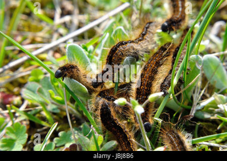 Wolfsmilch-Ringelspinner (Malacosoma Castrensis) Auf Einer Schfweide Im Naturschutzgebiet Hullerbusch (Feldberger Seenlandschaft) Bei Carwitz. Stockfoto